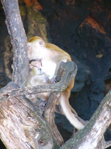 Rai Lay Macaque Mother-Baby